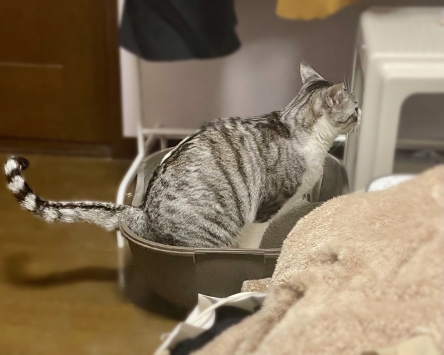 ペット臭や傷だらけの部屋、リフォームせず売っても大丈夫？