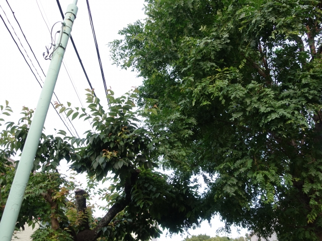 隣地越境トラブルで写真と書類は何を揃える？交渉前に知っておきたい実践ガイド